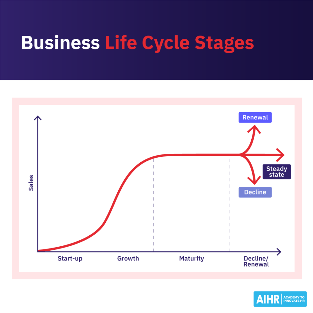 Business life cycle stages: start-up, growth, maturity, and paths to decline, steady state, or renewal.